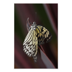 paper kite on purple photo print