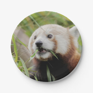 Paper plane Photo red panda 0470. Plate