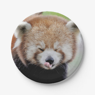 Paper plane Photo red panda 0471. Plate