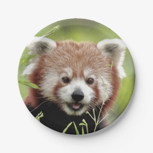 Paper plane Photo red panda 0472. Paper Plate