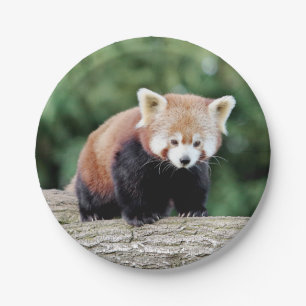 Paper plane Photo red panda 0473. Paper Plate