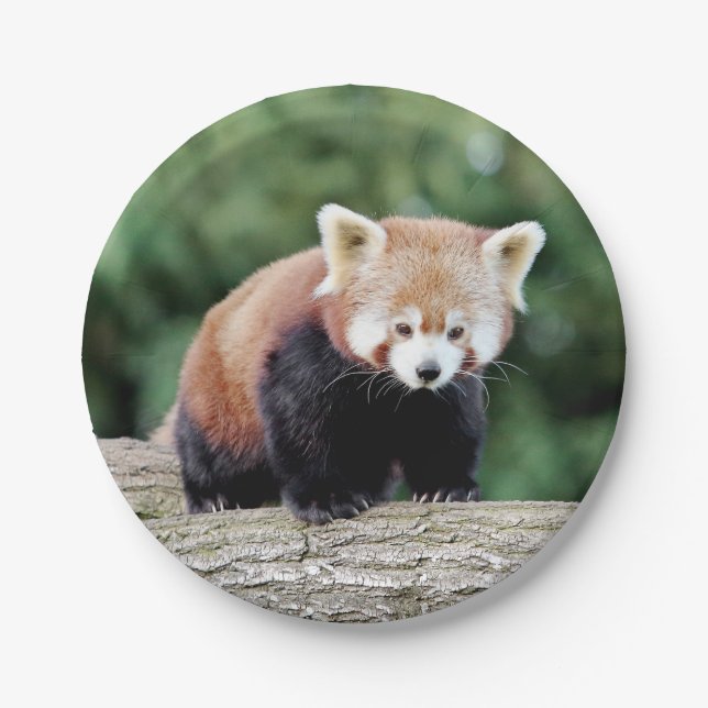 Paper plane Photo red panda 0473. Plate (Front)