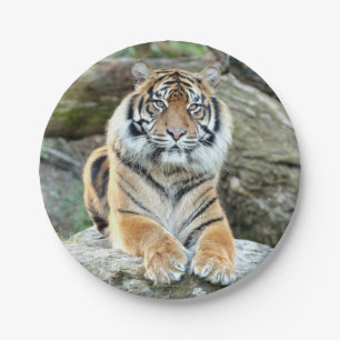 Paper Plane. Photo tiger 04. Paper Plate