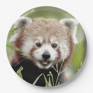 Paper plate photo red panda. Panda roux. Animals.