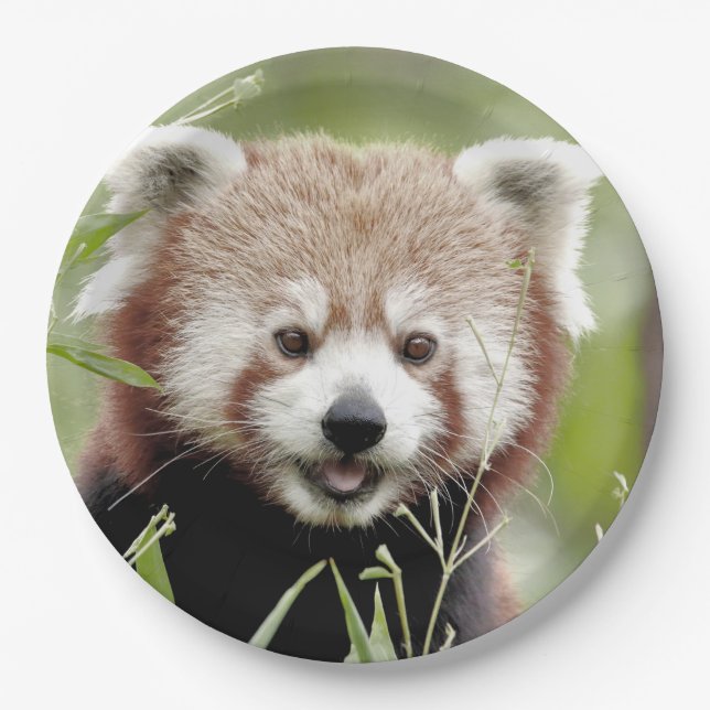 Paper plate photo red panda. Panda roux. Animals. (Front)