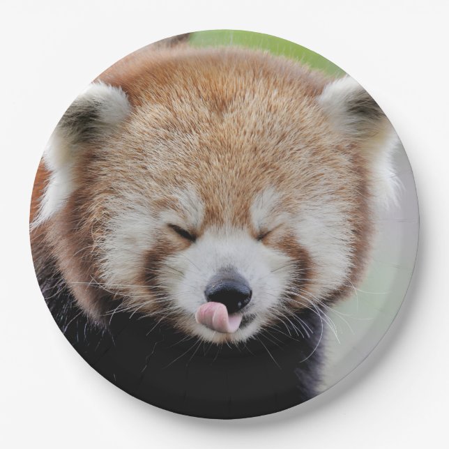 Paper plate photo red panda. Panda roux. Animals. (Front)