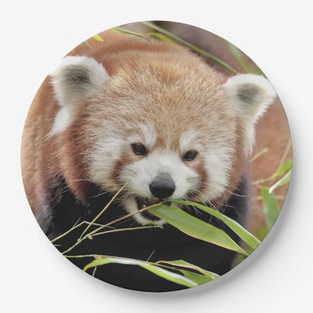 Paper plate photo red panda. Panda roux. Animals. (Front)