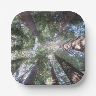 Paper Plates and Bowls California Redwoods Look Up