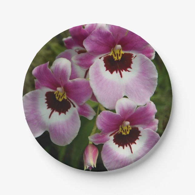 Paper Plates - Pansy Orchid (Front)