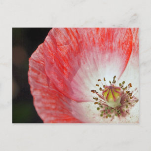 Paper Poppy Postcard