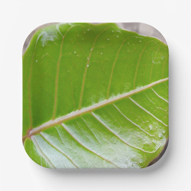 Paper Square Bowl with Leaf Design Paper Plate (Front)