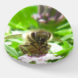 Paper Weight - Honey Bee