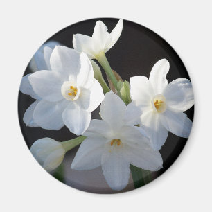 Paper Whites Flowers Magnet