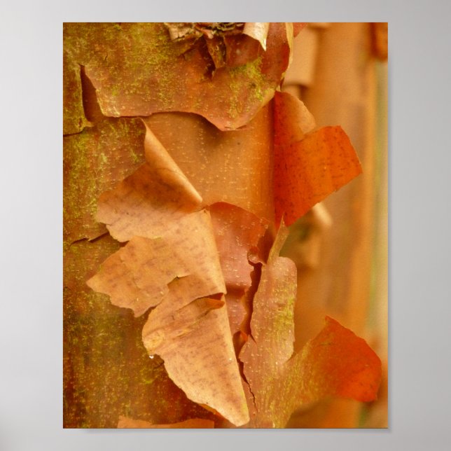 Paperbark Maple Poster (Front)