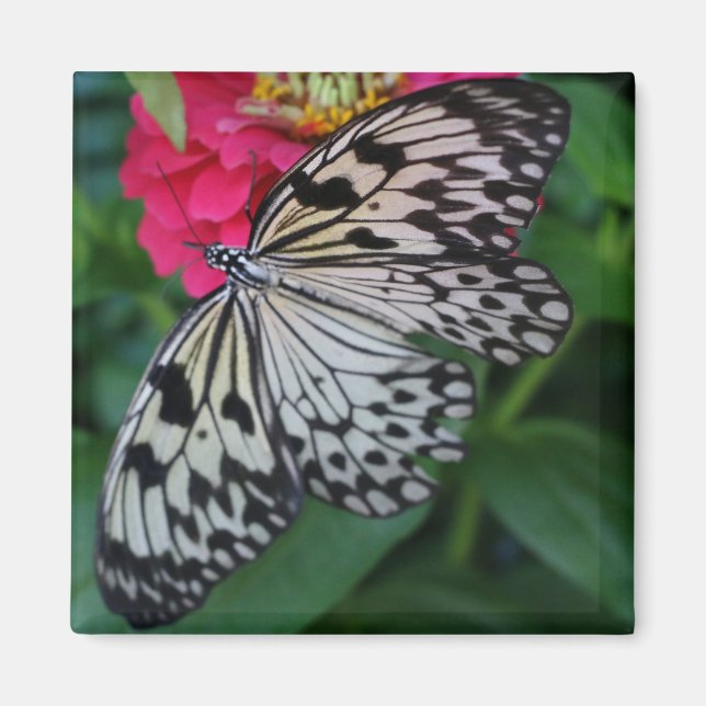 Paperkite Butterfly Magnet (Front)