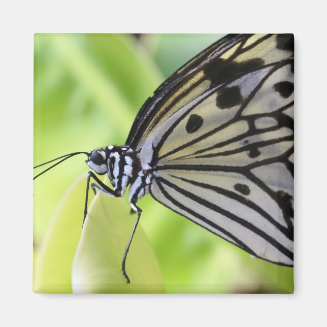 Paperkite Butterfly Magnet (Front)