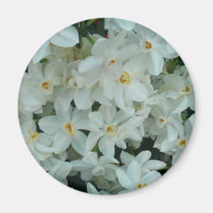 Paperwhite Narcissus Delicate White Flowers Magnet
