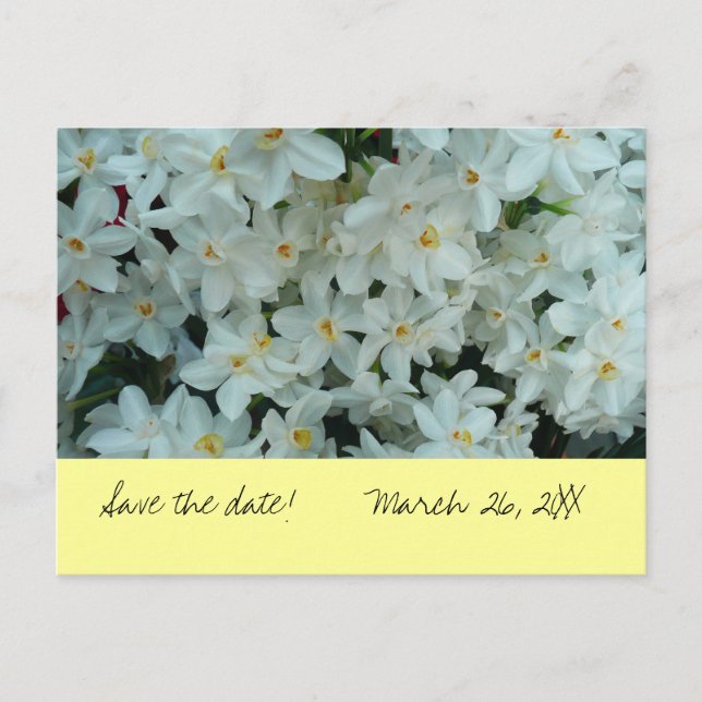 Paperwhite Narcissus "Save the Date" Postcard (Front)