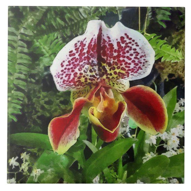 Paph Fiordland Sunset Orchid Tile (Front)