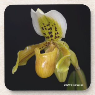 Paphiopedilum Exul Coaster