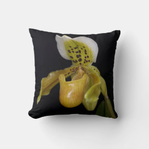 Paphiopedilum Exul Cushion