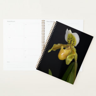 Paphiopedilum Exul Planner