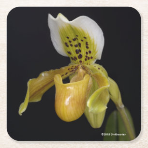 Paphiopedilum Exul Square Paper Coaster