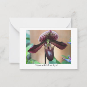 Paphiopedilum Miracle Flower Card
