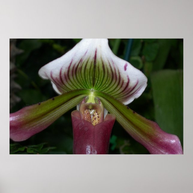 Paphiopedilum Orchid Poster (Front)