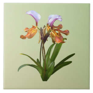 Paphiopedilum Orchids Intertwined Ceramic Tile