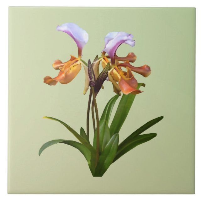 Paphiopedilum Orchids Intertwined Ceramic Tile (Front)