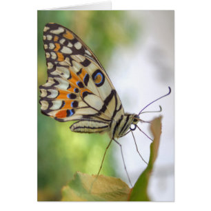 Papilio demoleus