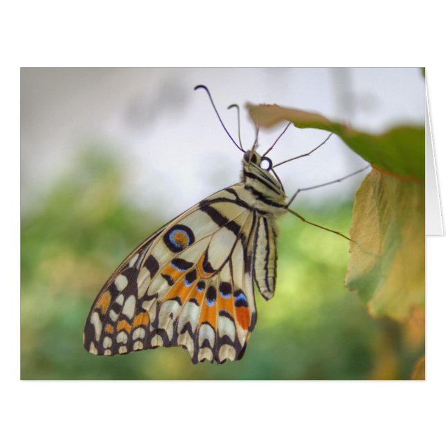 Papilio demoleus (Front Horizontal)
