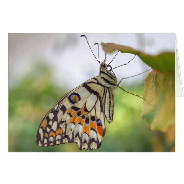 Papilio demoleus (Front Horizontal)