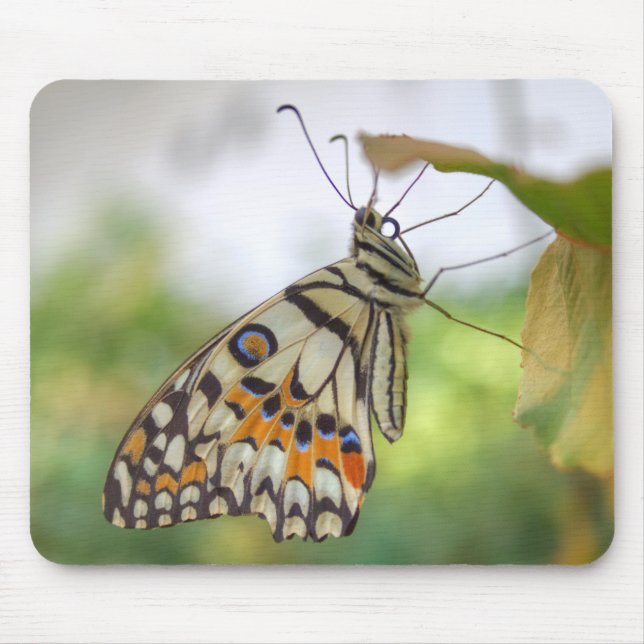 Papilio demoleus mouse pad (Front)