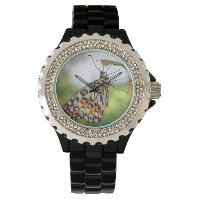 Papilio demoleus watch (Front)