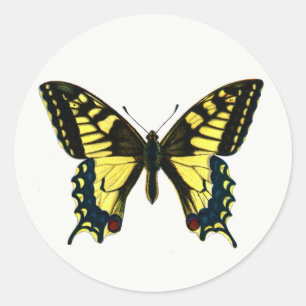 Papilio machaon - Old World Swallowtail Butterfly  Classic Round Sticker
