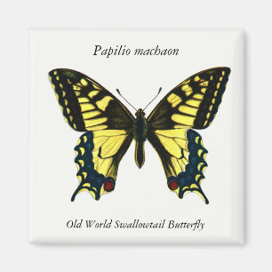 Papilio machaon - Old World Swallowtail Butterfly Magnet