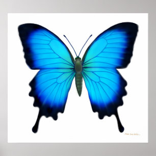 Papilio Ulysses Butterfly Poster