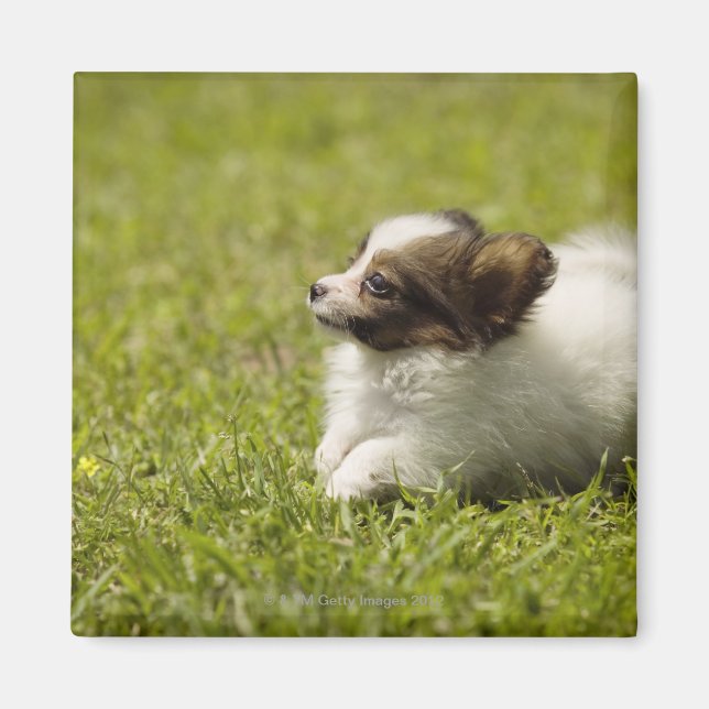 Papillon 2 magnet (Front)