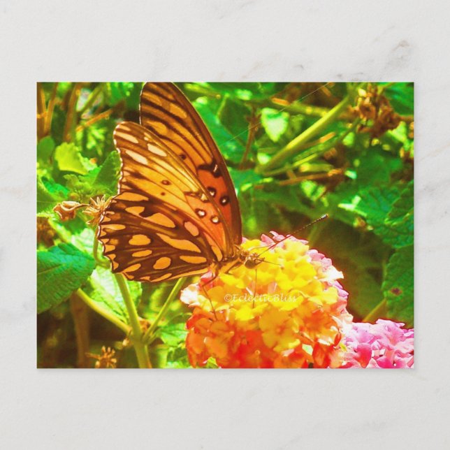 Papillon (Butterfly) Postcard (Front)