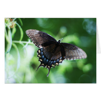 "papillon de jardin" by Larry Coressel