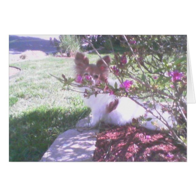 Papillon dog (Front Horizontal)