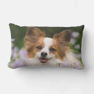 Papillon Dog Cute Romantic Portrait Photo Outside Outdoor Cushion