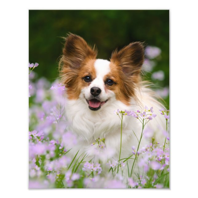 Papillon Dog Cute Romantic Portrait Photo - Print (Front)