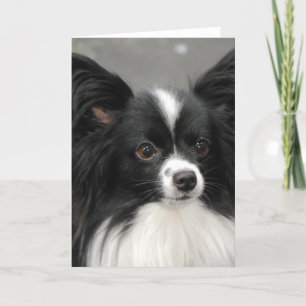Papillon Dog  Note Card