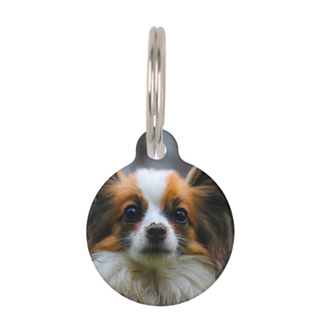 Papillon Dog. Pet Tag (Front)