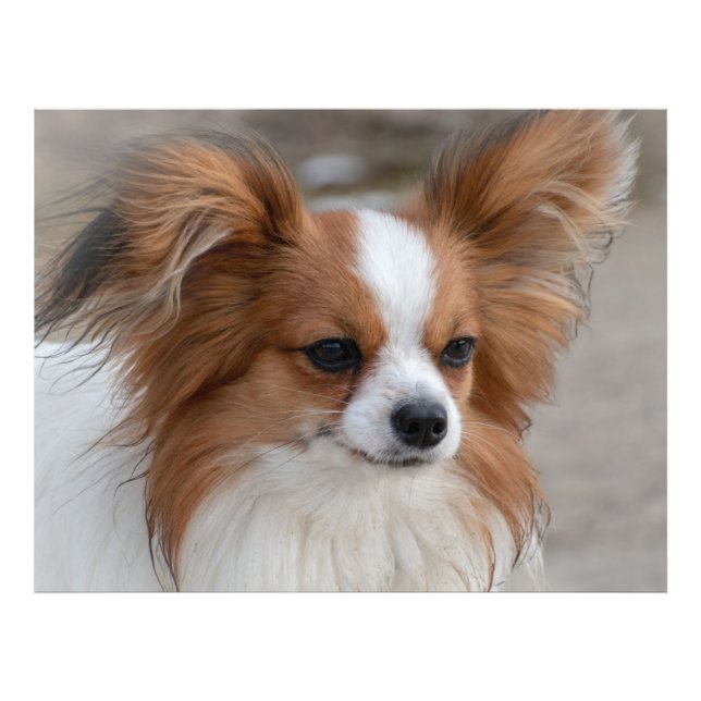Papillon Dog Portrait Photo Print (Front)