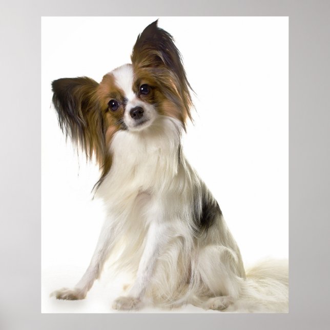 Papillon dog portrait poster (Front)