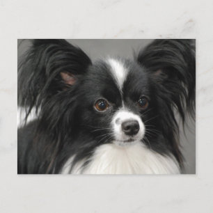 Papillon Dog  Postcard